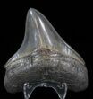 Gorgous Megalodon Tooth - Sharp Serrations #40258-1